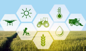 mengembangkan agrikultur