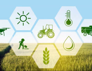 mengembangkan agrikultur